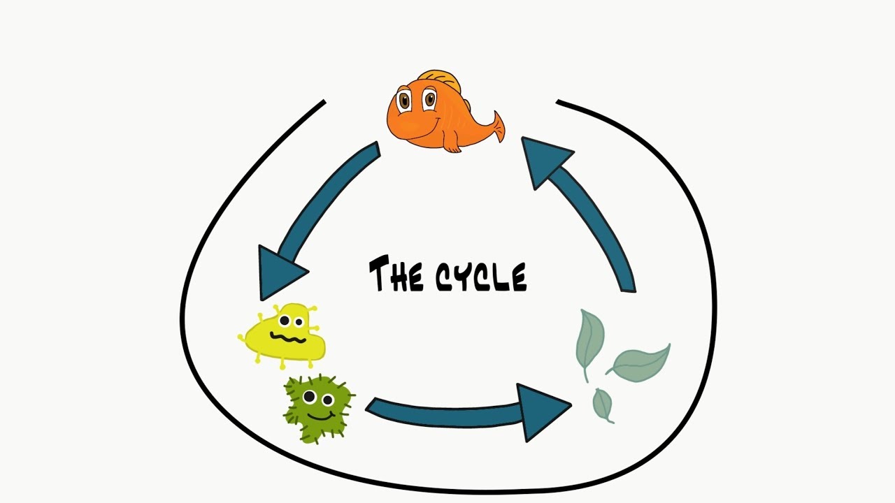 Learn How Aquaponics Works! K-12