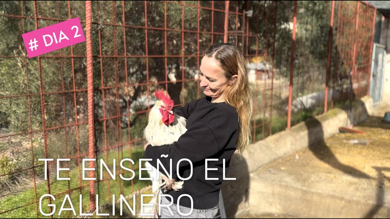 Creatividad en el campo: Mi gallo simpático