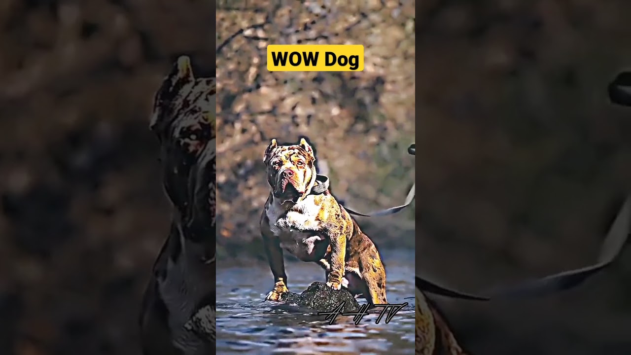dangerous dog #shorts #trending #viralshorts  #wildlife #ytshorts #youtubeshorts #pitbulldog#ahtv#