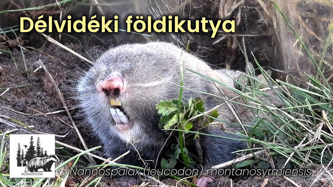 Délvidéki földikutya, a harcias növényevő