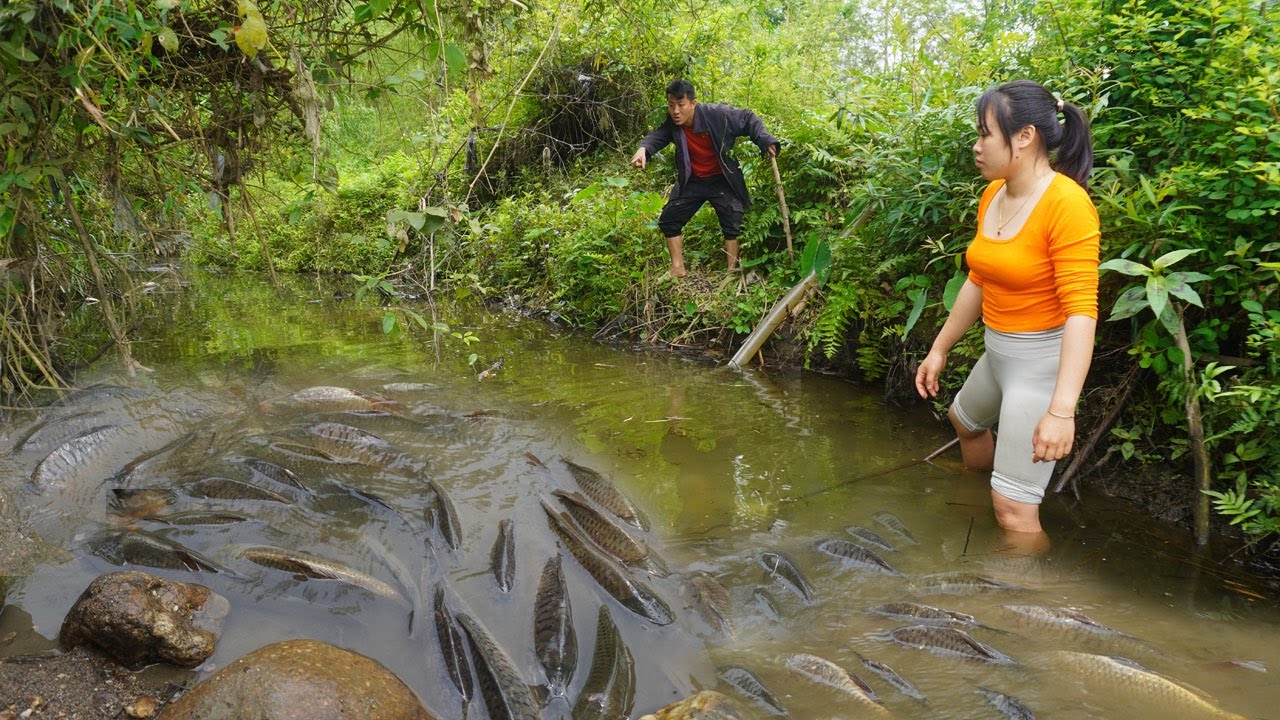 Believe This Fishing - A school of fish in a wild lake for many years / Catch fish by hand