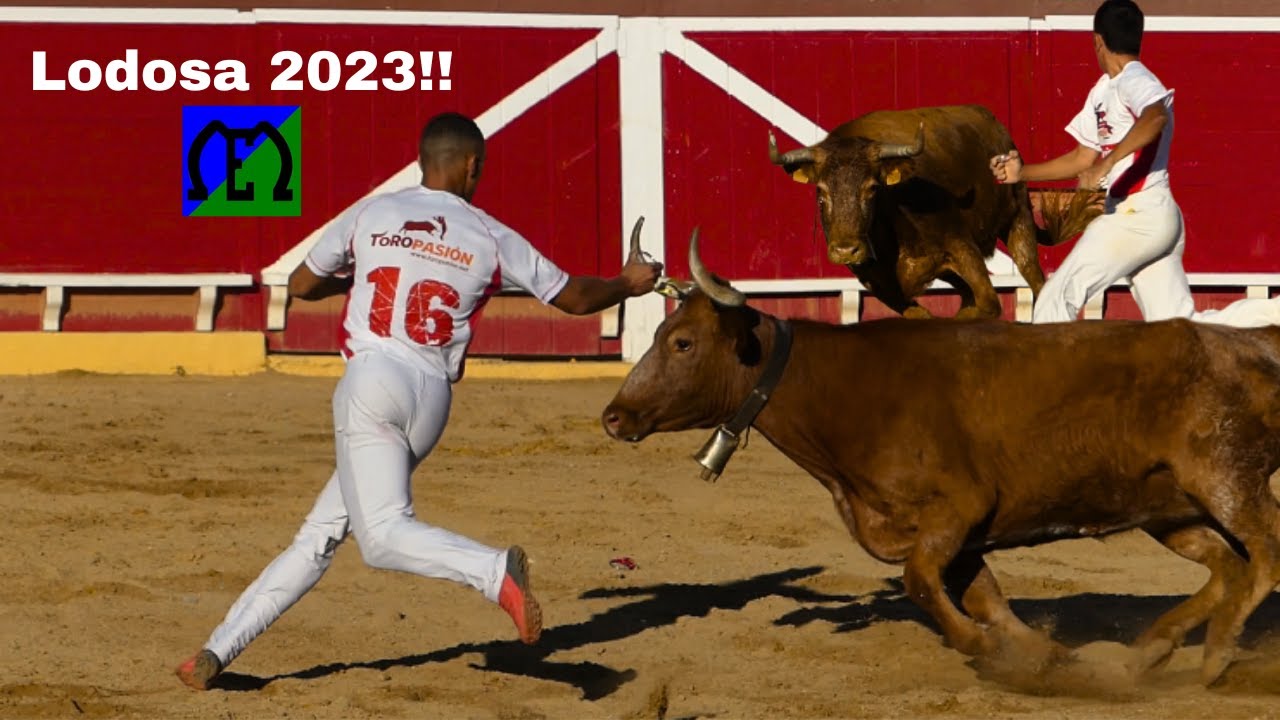 MENUDAS VACAS!! Concurso de anillas Lodosa 2023
