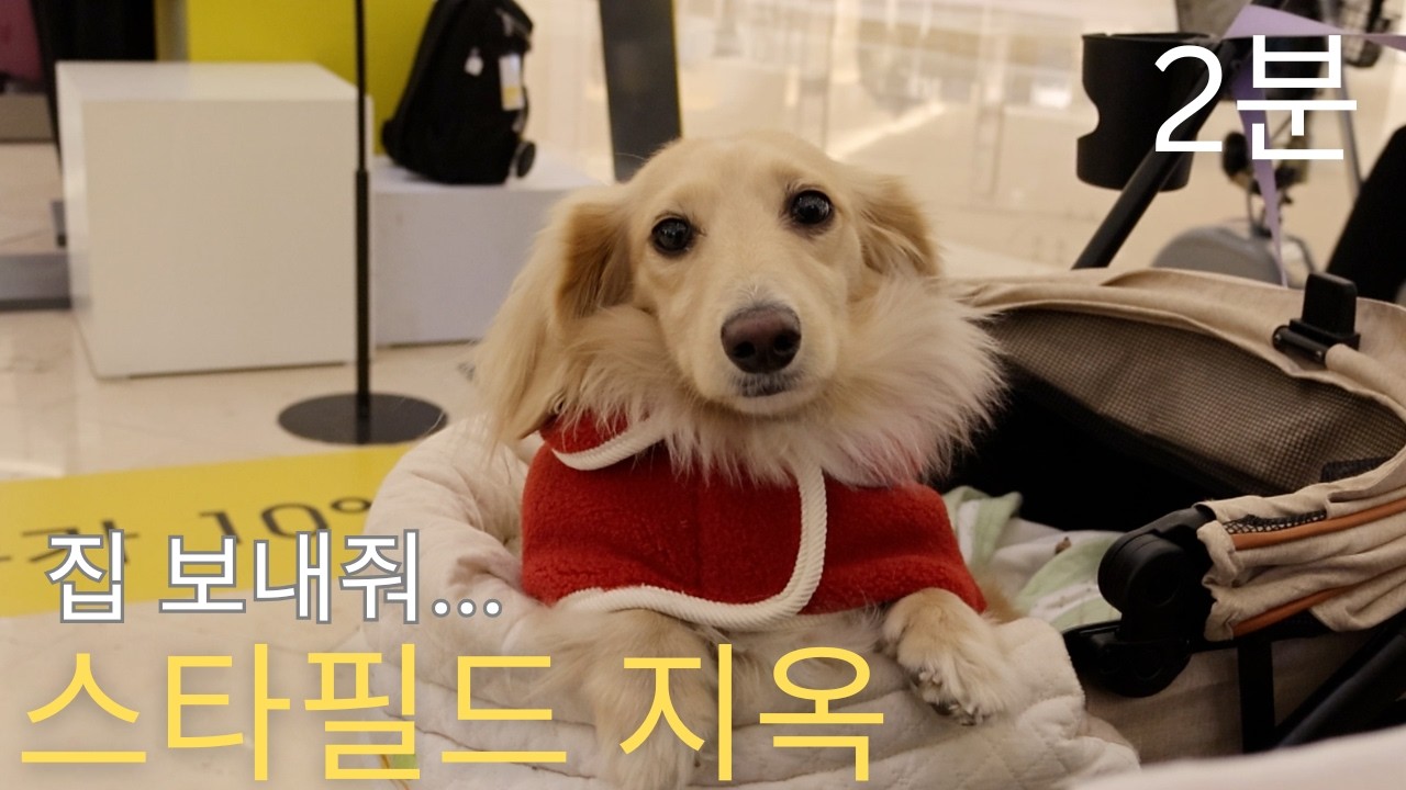 스타필드에서 피곤한 강아지의 하루 🐶 | 쇼핑몰 산책 브이로그