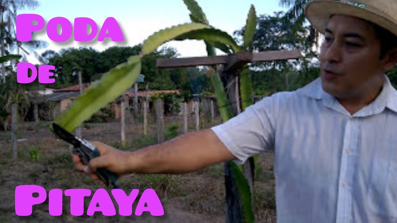 PODA DE PRODUÇÃO DA PITAYA