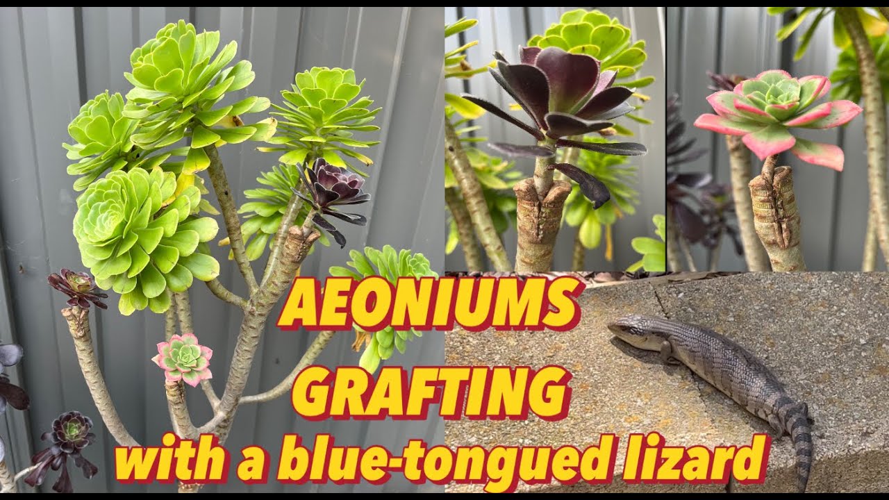 Aeoniums Grafting #backyardgardening  #succulent  #grafting #aeonium