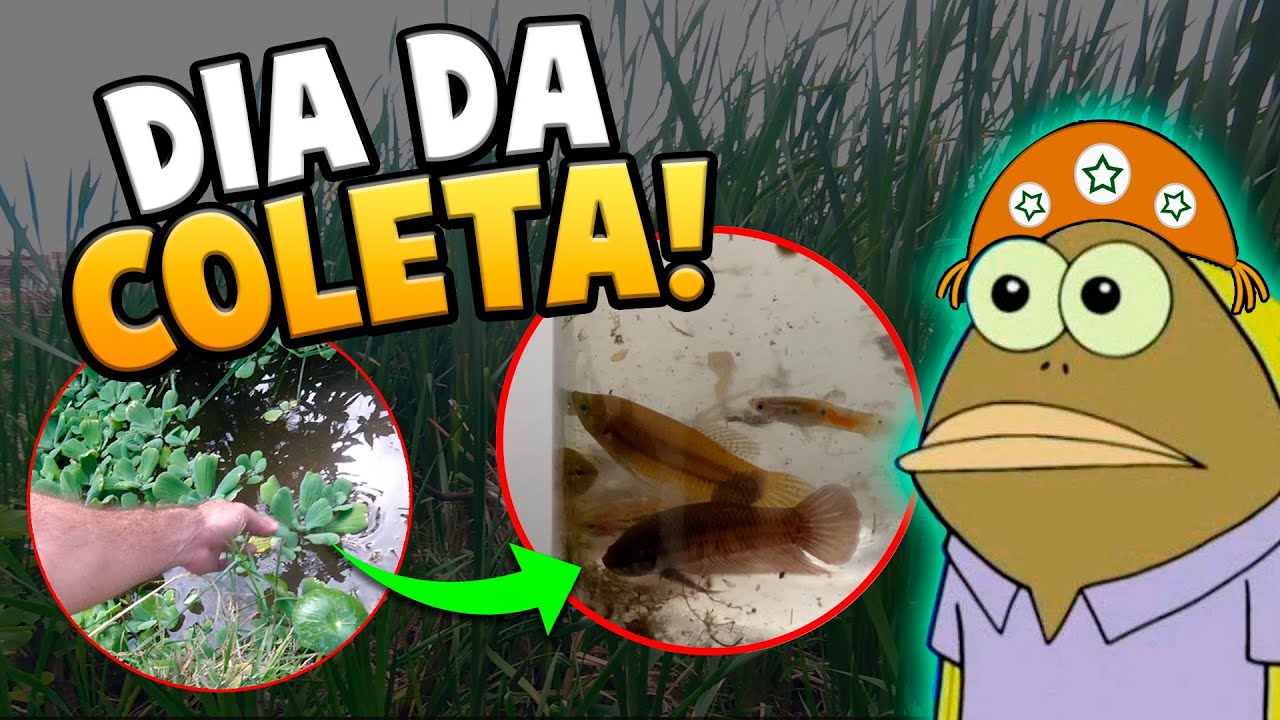 Coletando Plantas e Peixes para o Laguinho