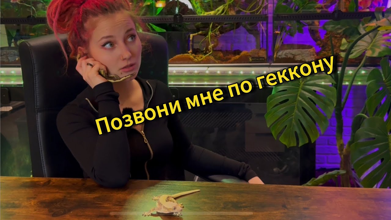 У гекконов тоже есть ресницы/ Что нужно знать о реснитчатом бананоеде