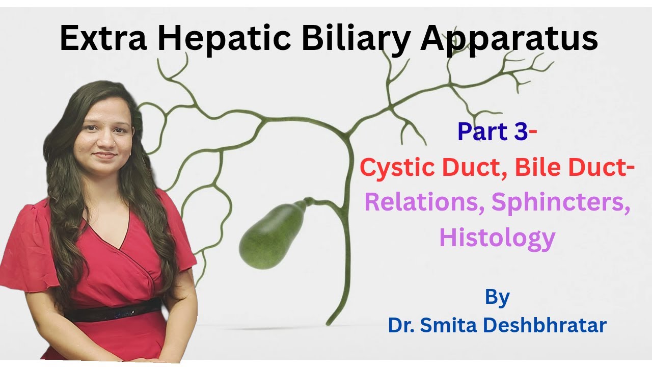 Cystic Duct & Bile Duct Relations, Sphincters & Histology - EHBA (Part 3)