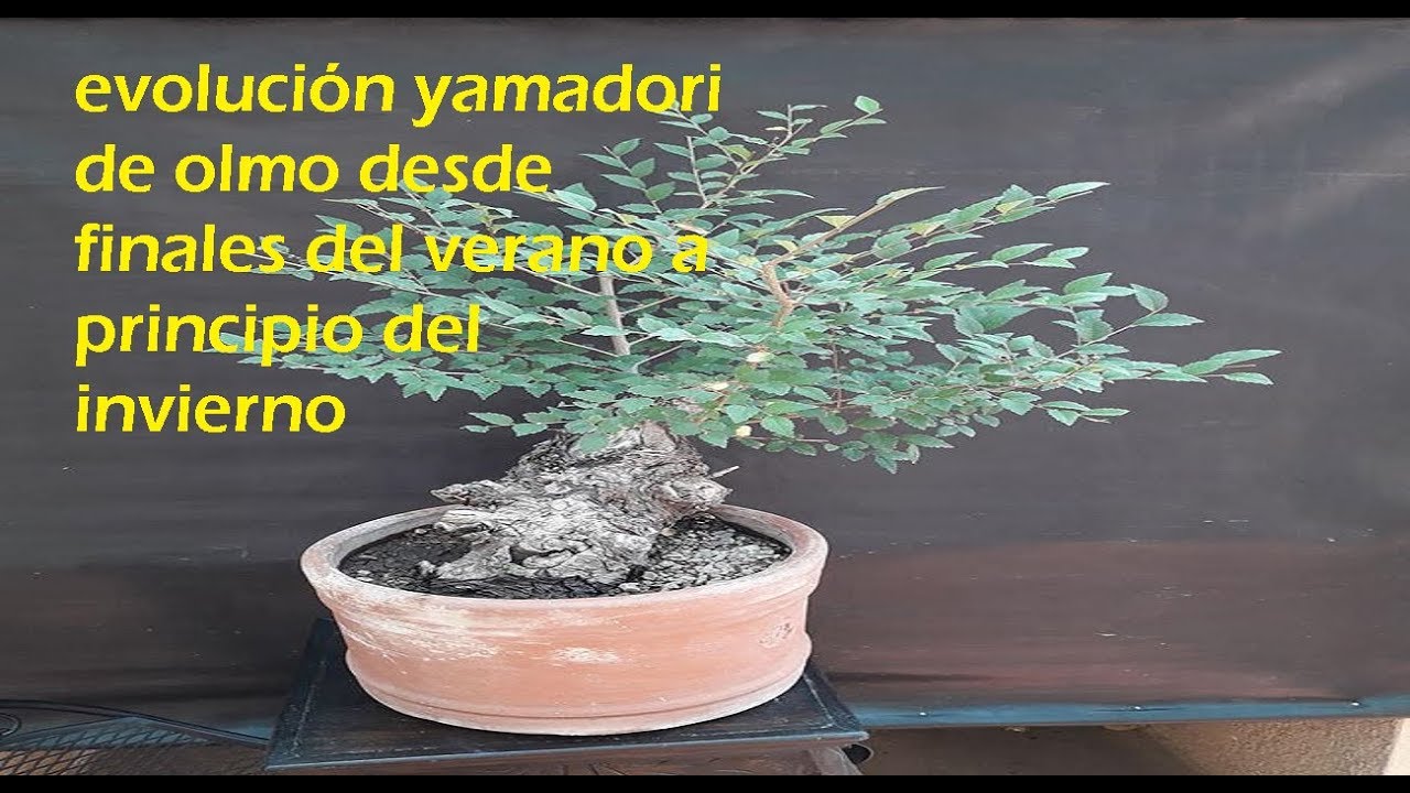 Evolución de Yamadori Olmo desde mediados del verano hasta principio del invierno