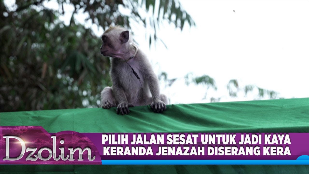Pilih Jalan Sesat! Jenazah Diserang Oleh Kera - Dzolim Part 1 (11/9)