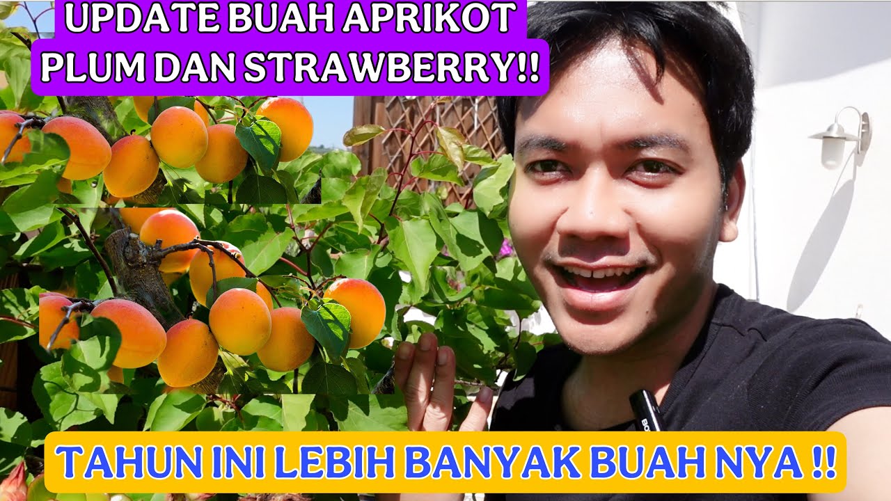 UPDATE BUAH BUAHAN KU DI TERAS !! APRIKOT PLUM DAN STRAWBERRY SUDAH BERBUAH!! BENTAR LAGI PANEN !!