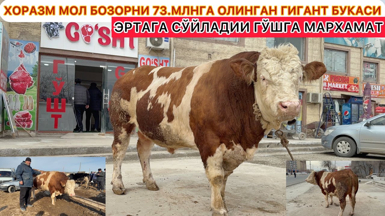 ХОРАЗМ МОЛ БОЗОРНИ 73.МЛНГА ОЛИНГАН ГИГАНТ БУКАСИ ЭРТАГА СЎЙЛАДИИ ГЎШГА МАРХАМАТ 1-март 2026.
