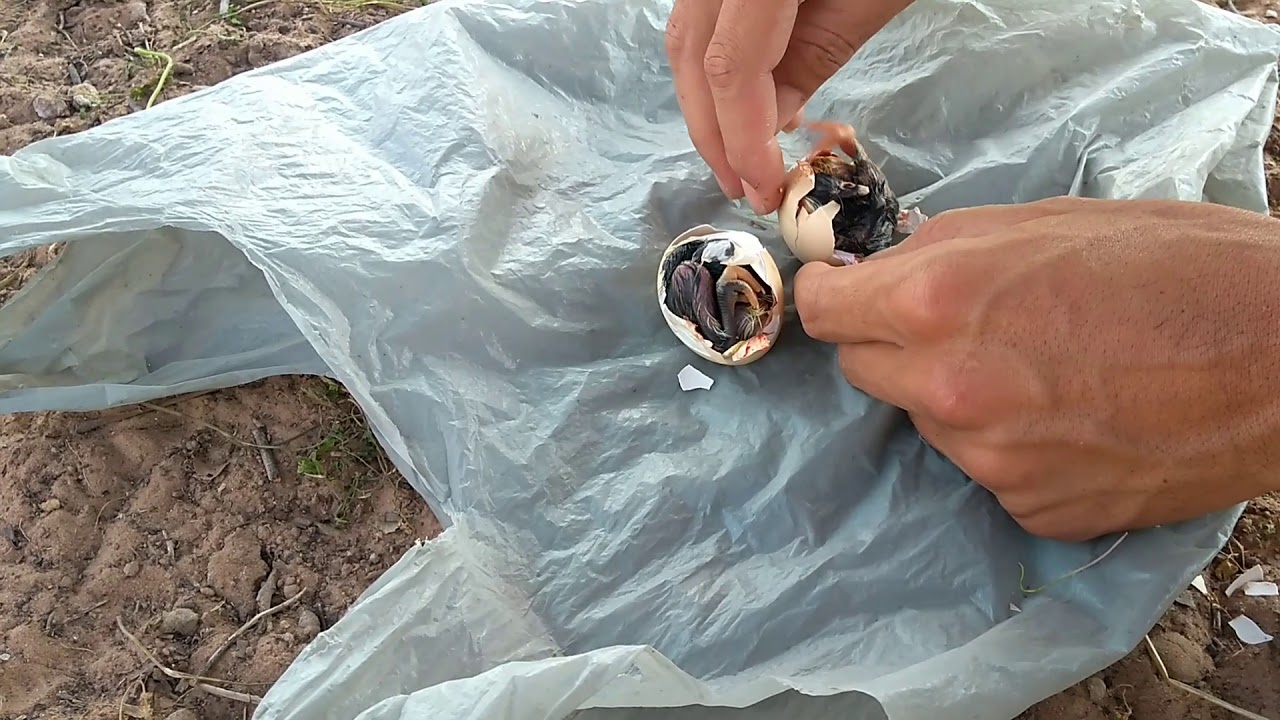 O que fazer quando a galinha abandona os ovos chocos