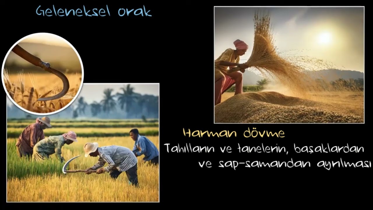 Yabani Otlarla Mücadele (Fen Bilgisi)