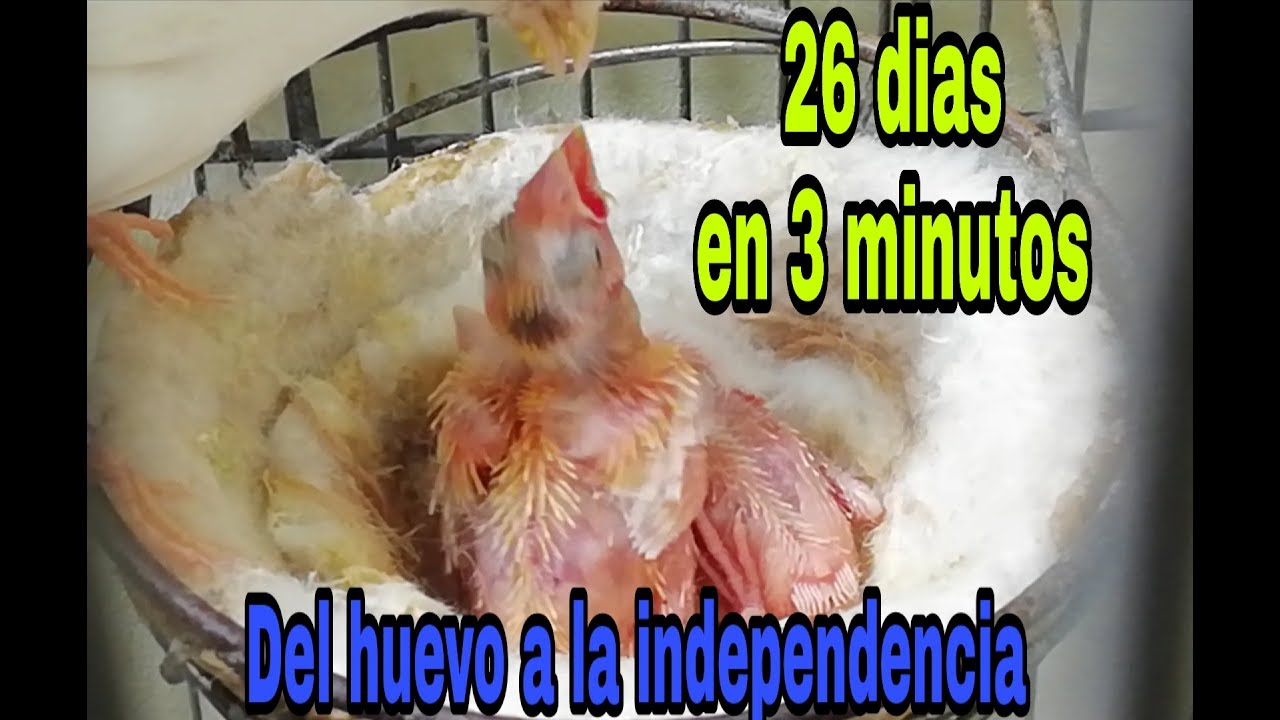 Evolución de las crías de canario 26 dias  resumidos en 3 minutos