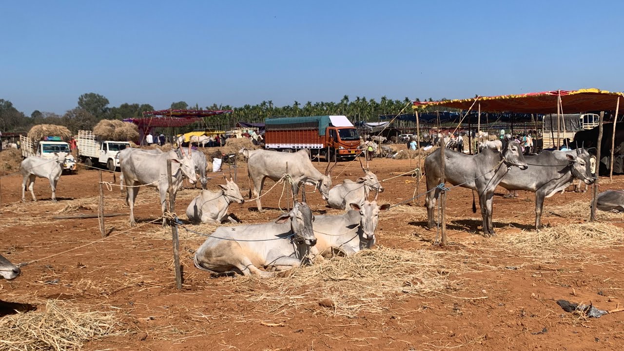 ಸಿದ್ದಗಂಗಾ ಜಾತ್ರೆ 2026 - ತುಮಕೂರು ಜಿಲ್ಲೆಯ ಹಳ್ಳಿಕಾರ್ ಹಬ್ಬ 