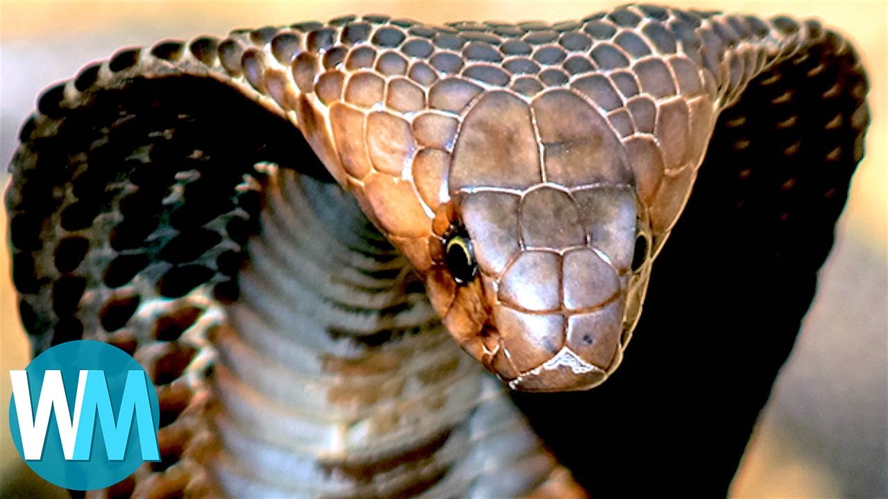 Top 10 TERRIFYING Snakes That Will Probably KILL You
