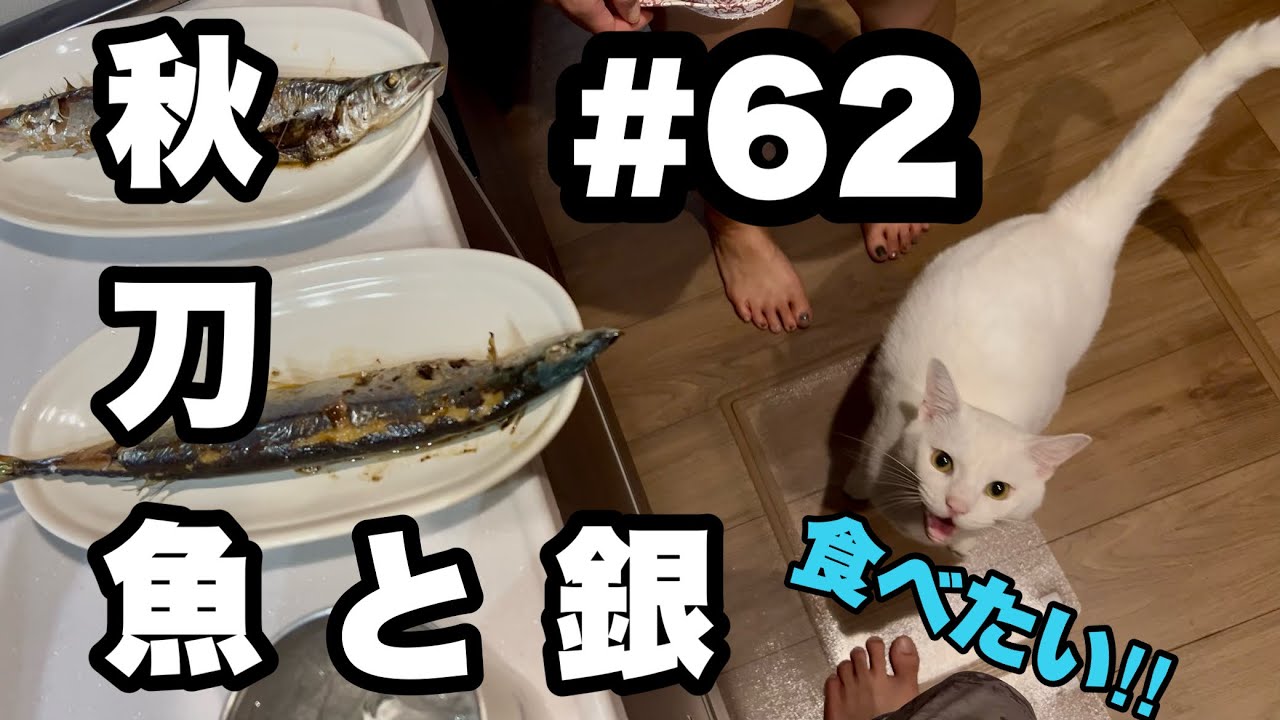 #62 【新野良ネコ登場】秋刀魚と銀と新しい窓辺☺︎