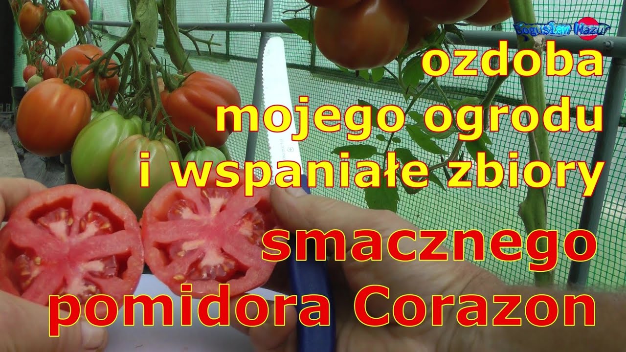 pomidor Corazon to smak, wspaniałe zbiory i ozdoba mojego ogrodu