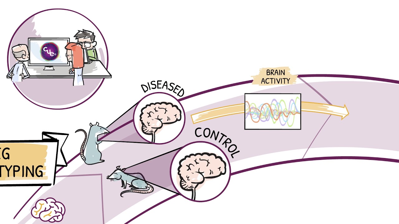 SynapCell - Phenotyping