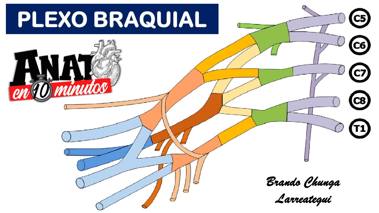 PLEXO BRAQUIAL - Proyecto ANATO EN 10 MINUTOS