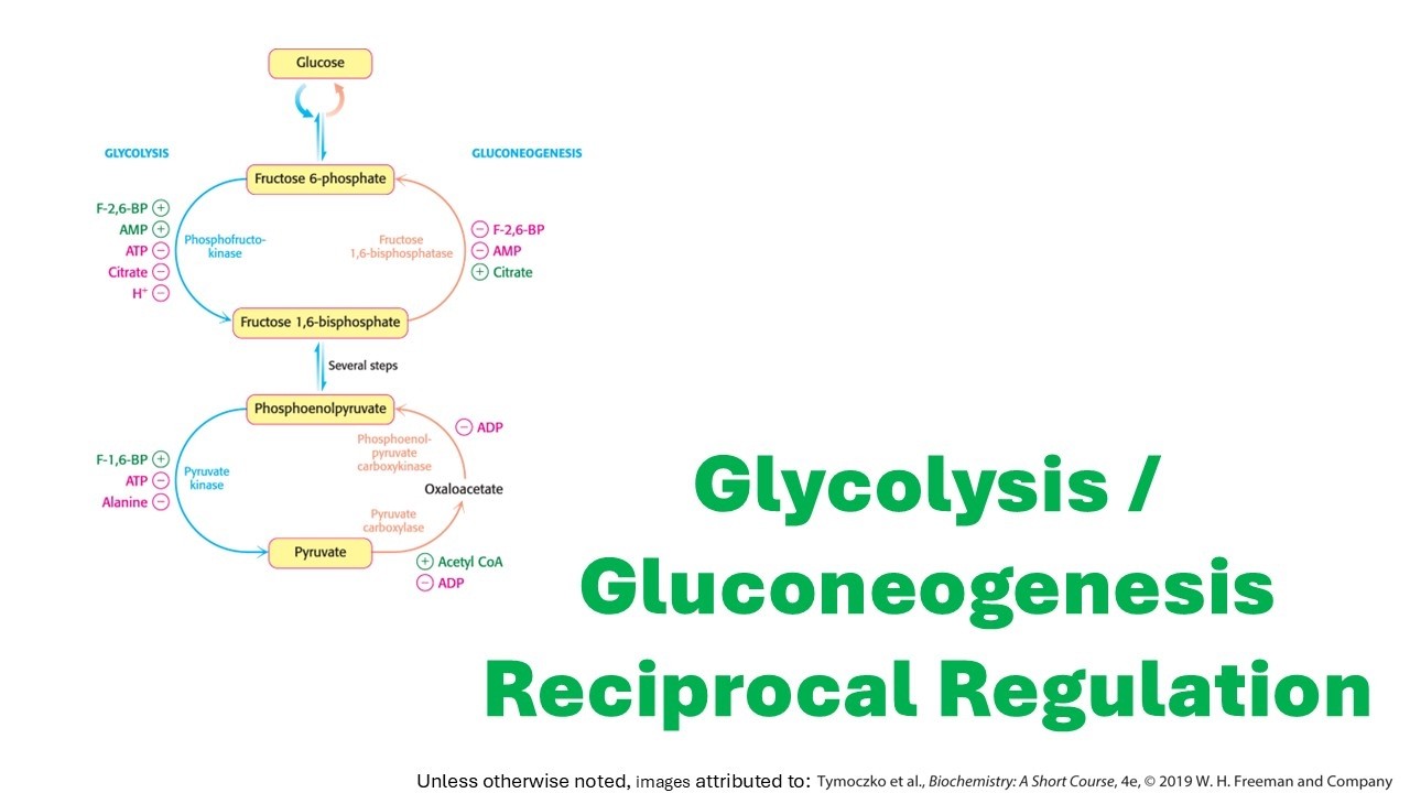 Glycolysis Gluconeogenesis Reciprocal Regulation