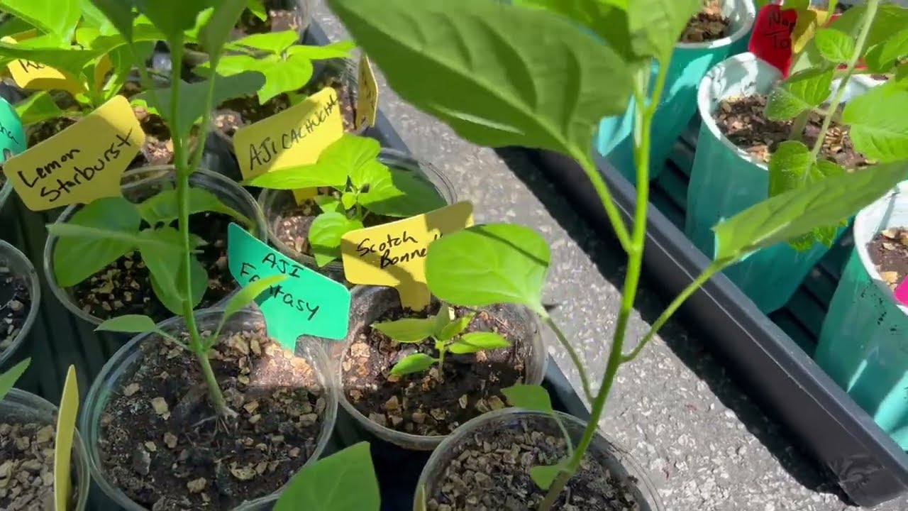 Planting 2024's Garden
