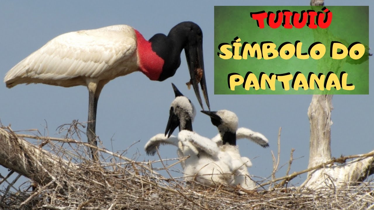 AVE SÍMBOLO DO PANTANAL! O TUIUIÚ TAMBÉM CHAMADO DE JABURU É UM ANIMAL DAS ÁREAS PANTANEIRAS BRASIL!
