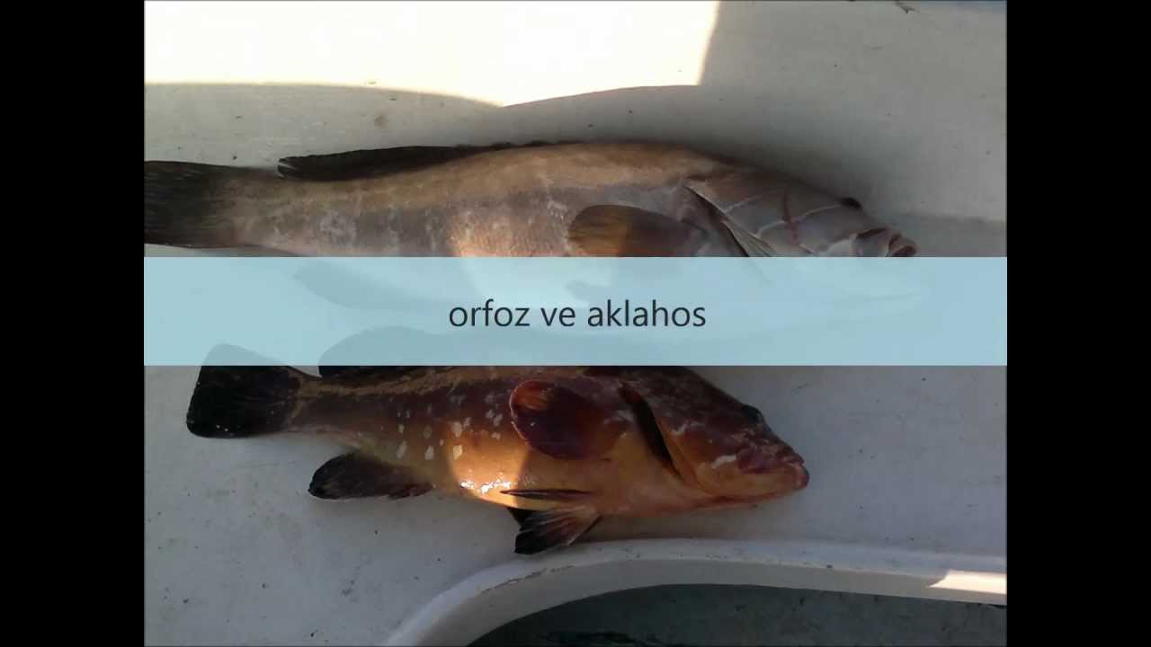 Orfoz ve Lahos Avı
