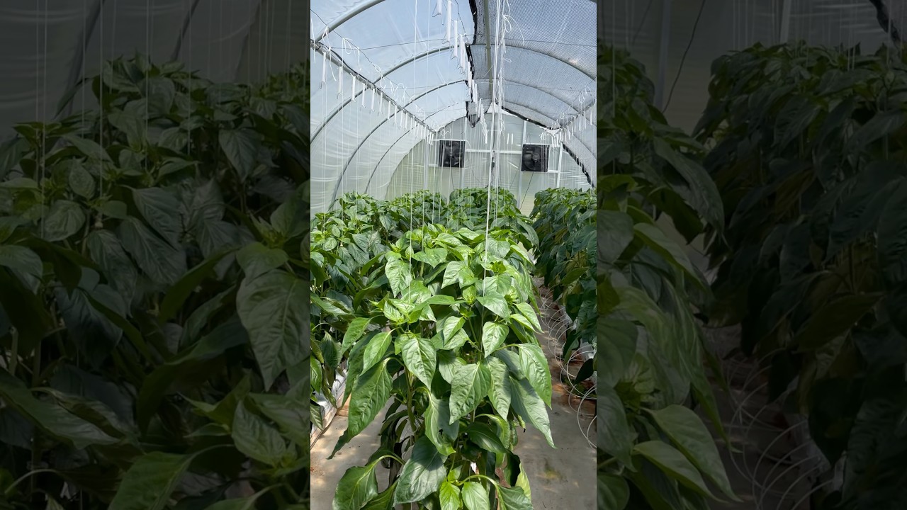 Hydroponic Peppers | Greenhouse | 14 weeks from seed