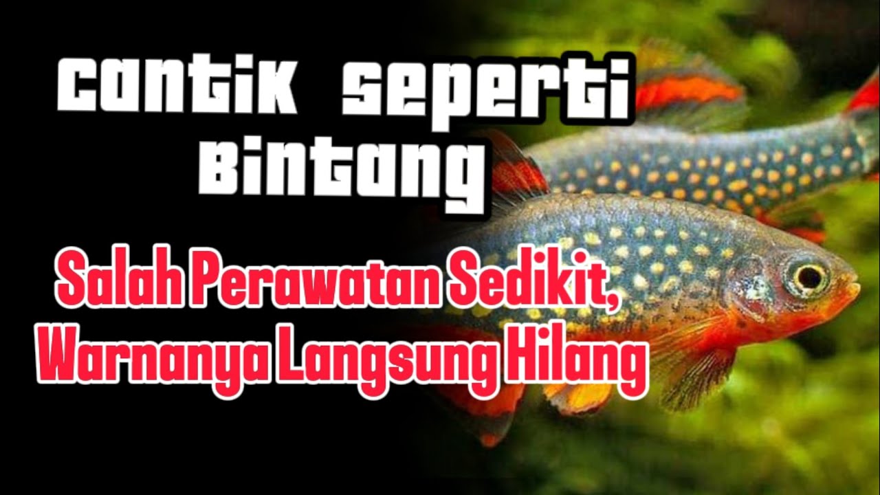 Ikan Galaxy Rasbora: Cantik Seperti Bintang, Tapi Tidak Semudah yang Kamu Kira