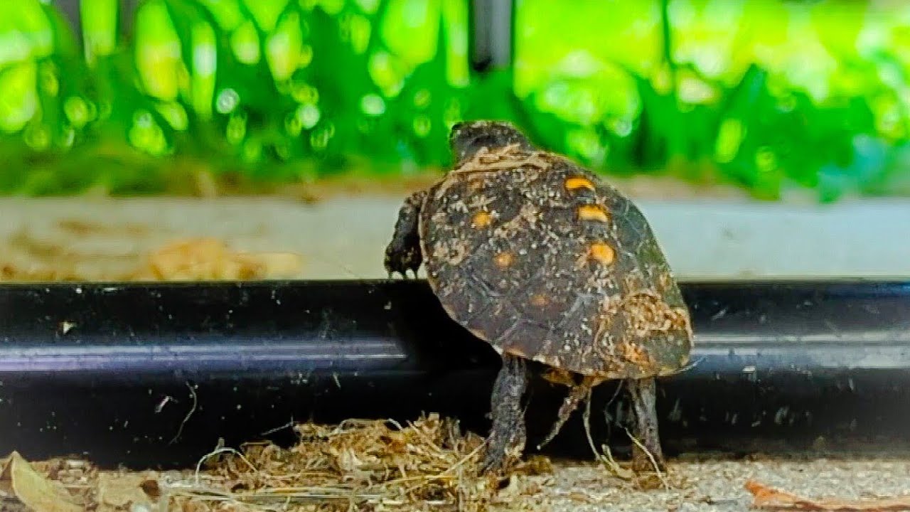 Baby Turtle Vs 1-inch Obstacle