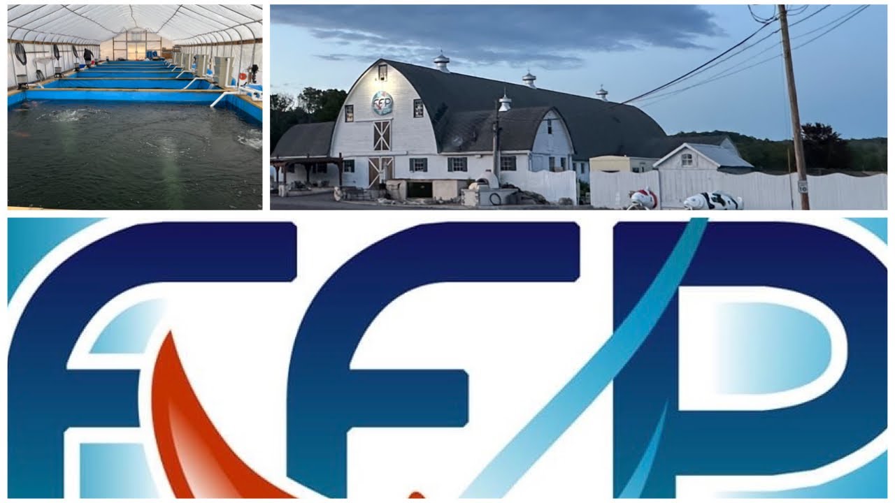 FFP UPDATE - LARGEST KOI FACILITY AND DEALER IN THE USA!