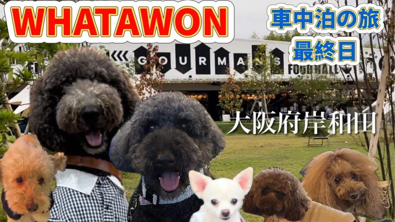 【車中泊の旅】３泊4日車中泊の旅最終日は大阪府岸和田市WHATAWONへ！なんとアンバサダーも駆けつけて来れました！#ワタワン#スタンダードプードル