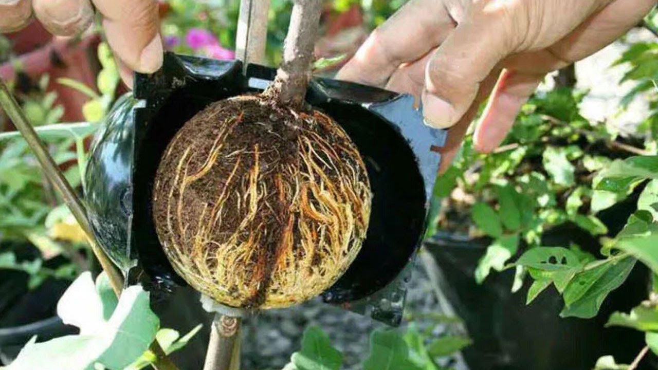 How to use Plant Root Growing Box 2020