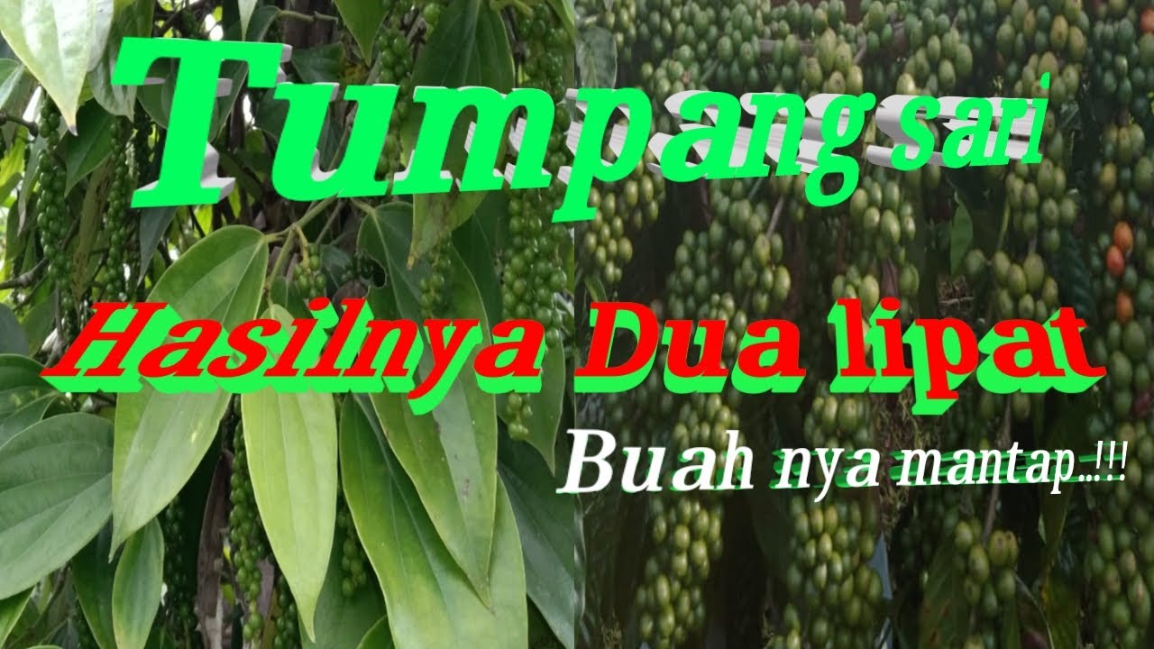 Tumpang sari Kopi n lada,hasilnya dua kali lipat..!!!