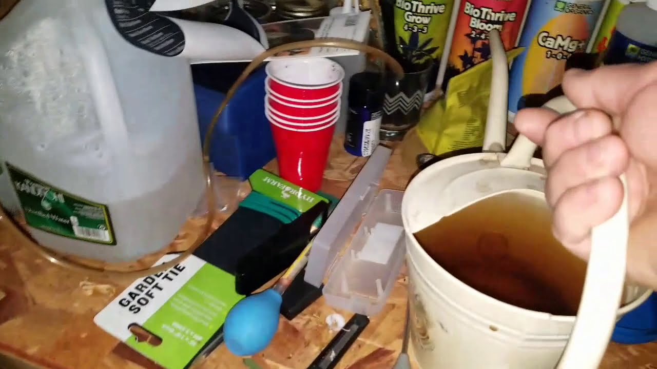 Irie Genetics Arise week 8 from seed