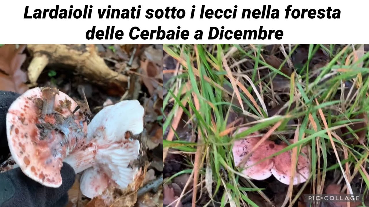 Lardaioli vinati sotto i lecci nella foresta delle Cerbaie a Dicembre - Avventure fungaiole