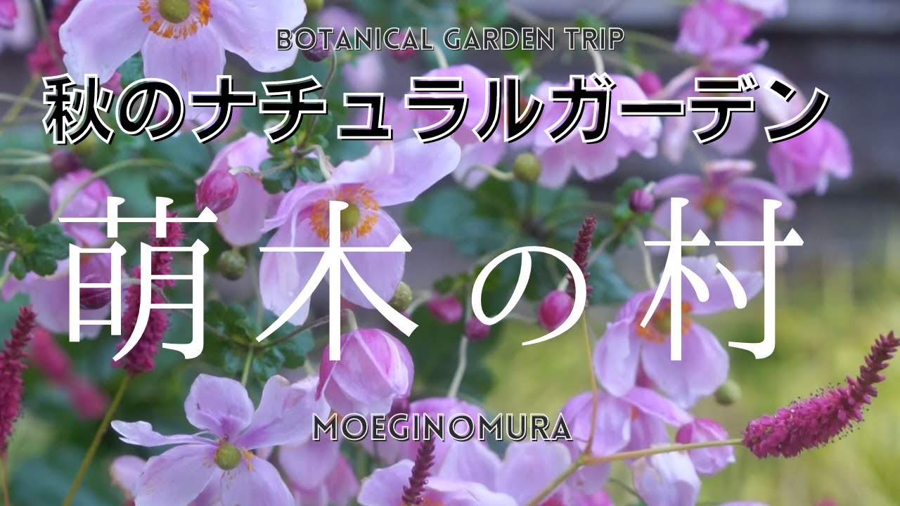 【宿根草の庭】萌木の村は秋もやっぱり素敵！〜八ヶ岳のナチュラルガーデン散策〜