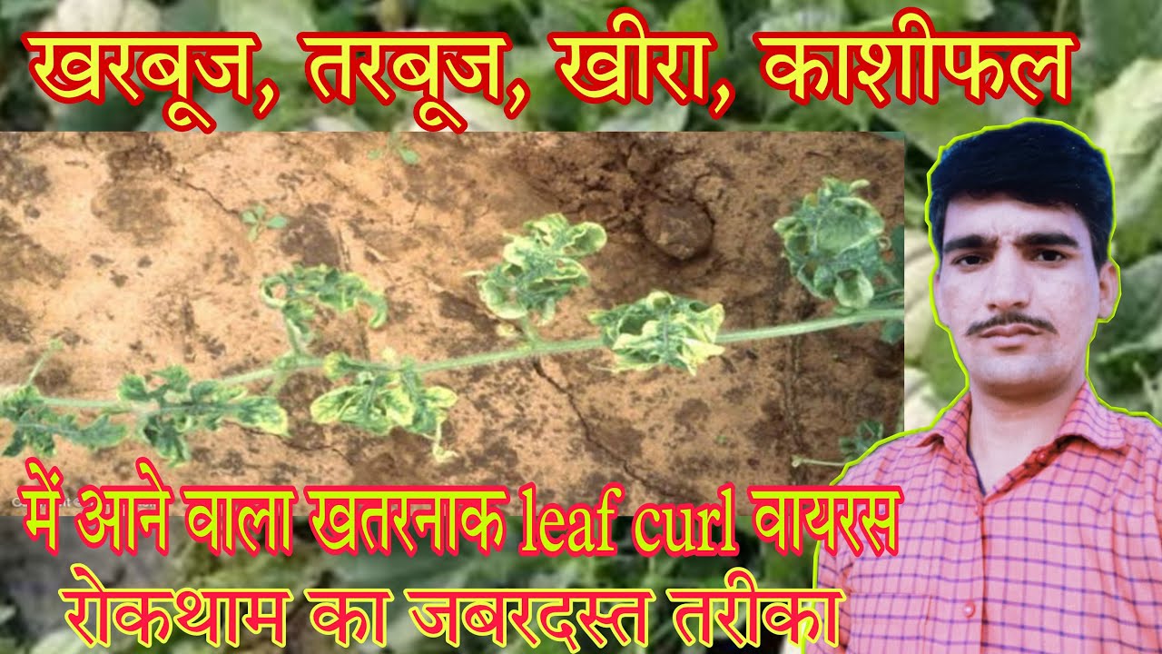 leaf curl treatment/melon disease and control/cucumber disease/watermelon disease