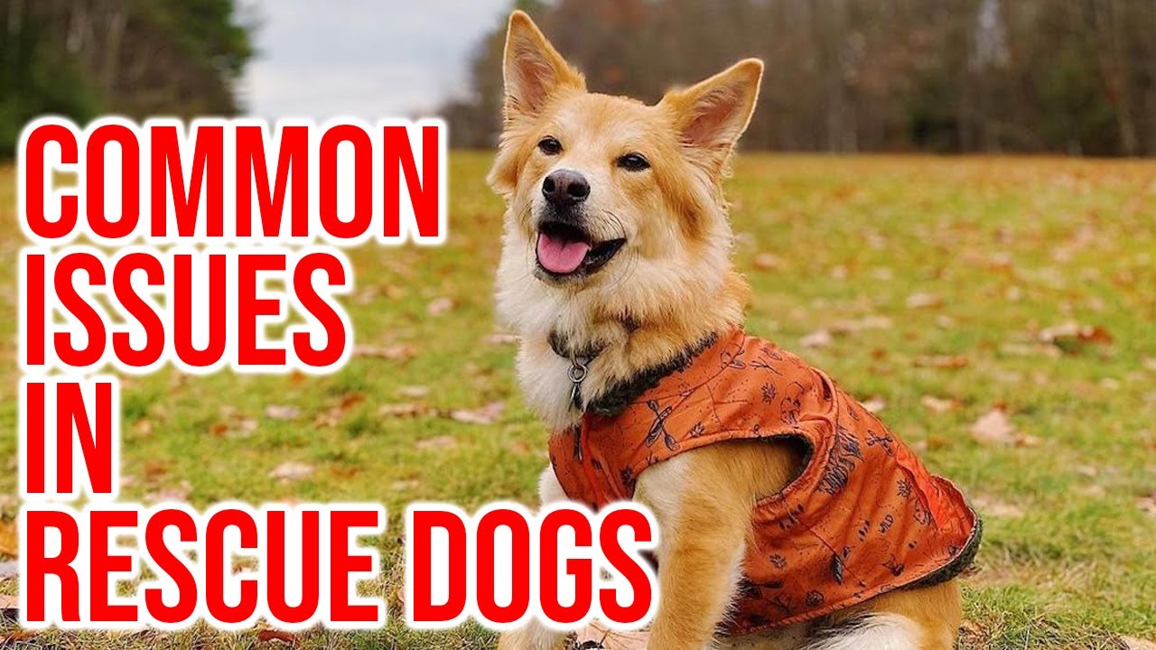 7 распространенных проблем у собак-спасателей и как вы можете им помочь