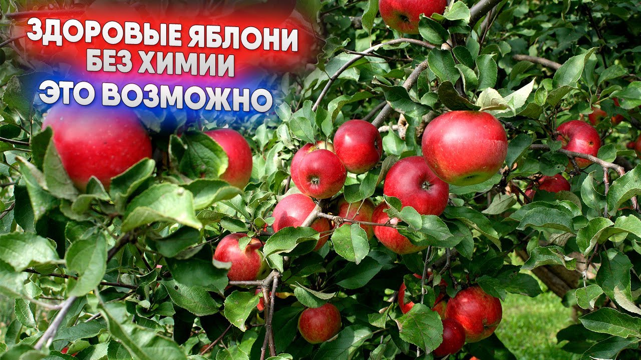 Здоровые яблони без химии это возможно