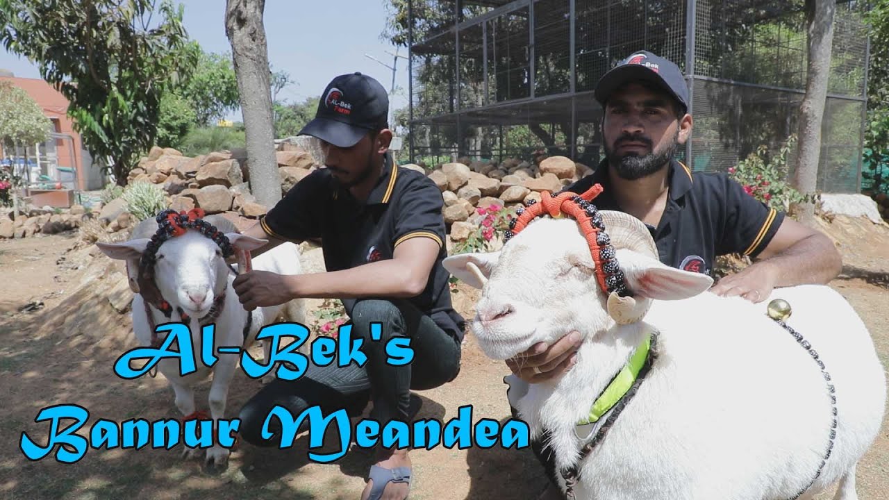 Al Bek's Bannur Meandea