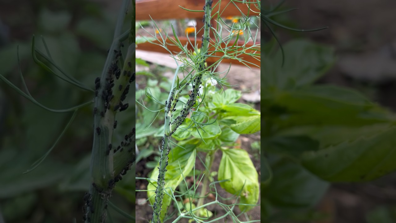 Do you have any trap crops in your garden? They&rsquo;re a great natural way to manage pests. #aphids