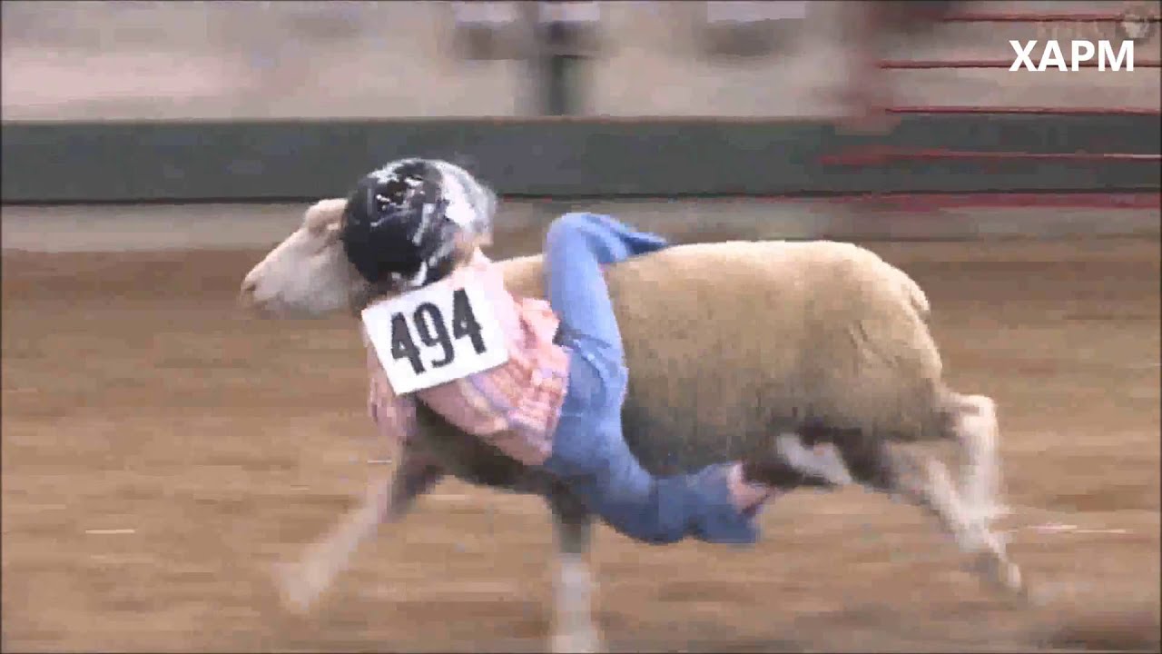 Competencia de ni&ntilde;os montando ovejas en Iowa USA- Competition children riding sheep.