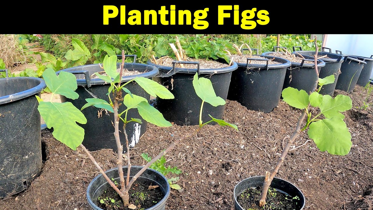 Planting Figs | New Tunnel | Brown Turkey | Green Side Up