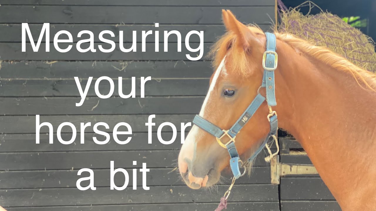 How to measure your horse | foal | youngstock | yearling for a bit | horse tips