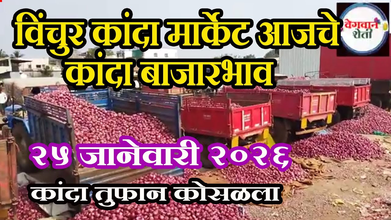 विंचुर बाजार समिती आजचे कांदा बाजारभाव Lasalgaon Onion Market Rate Today 25 January 202624