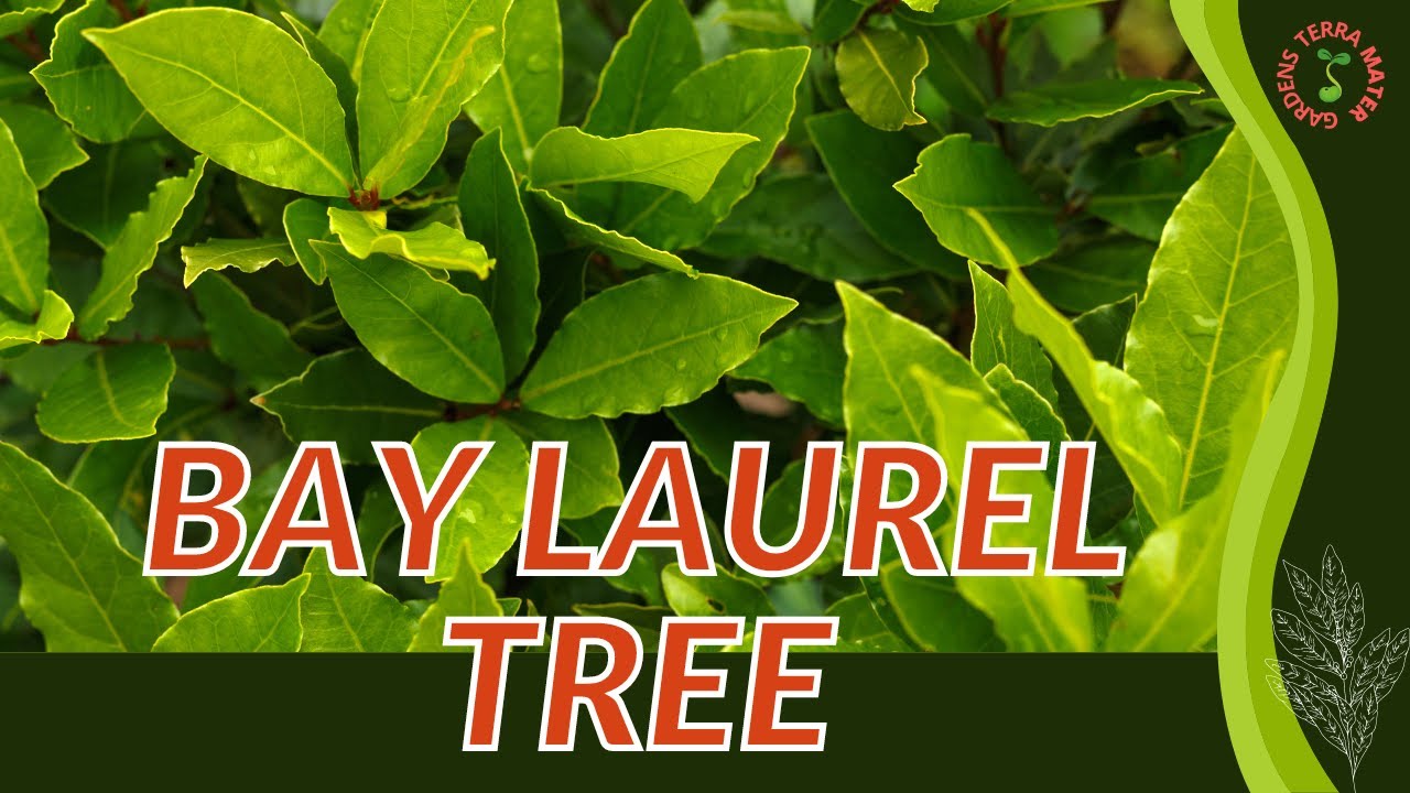 ЛАВР БЛАГОРОДНЫЙ: советы по выращиванию и уходу! (Laurus nobilis)