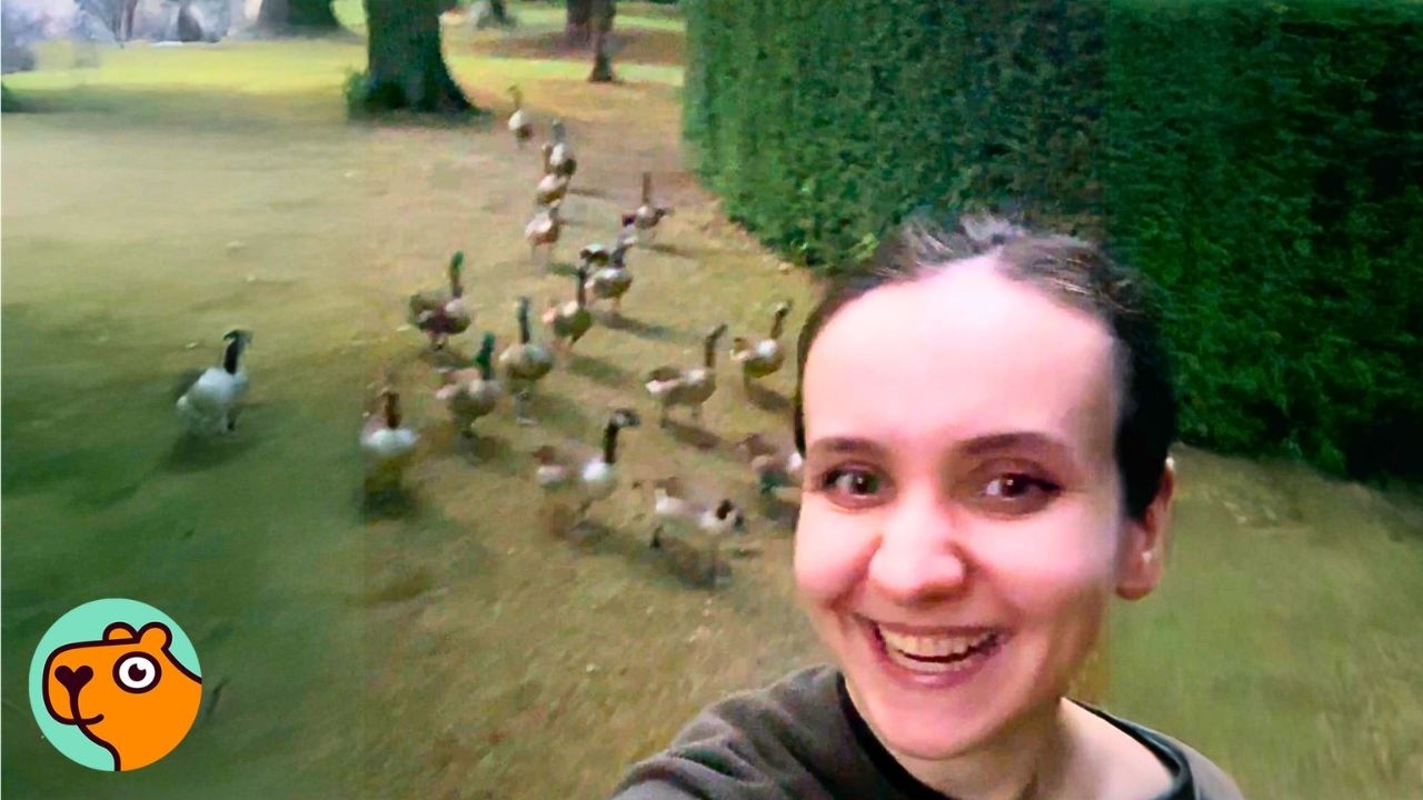 Family of Wild Geese Settle In Lady’s Garden, Now There’s 33 Birds! | Cuddle Buddies